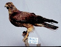 鳳頭蒼鷹藏品圖，第3張